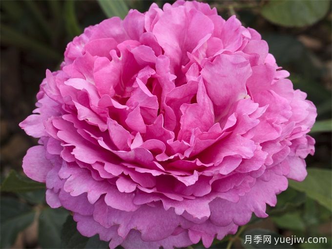 伊芙伯爵月季/皮亚格特(图2)