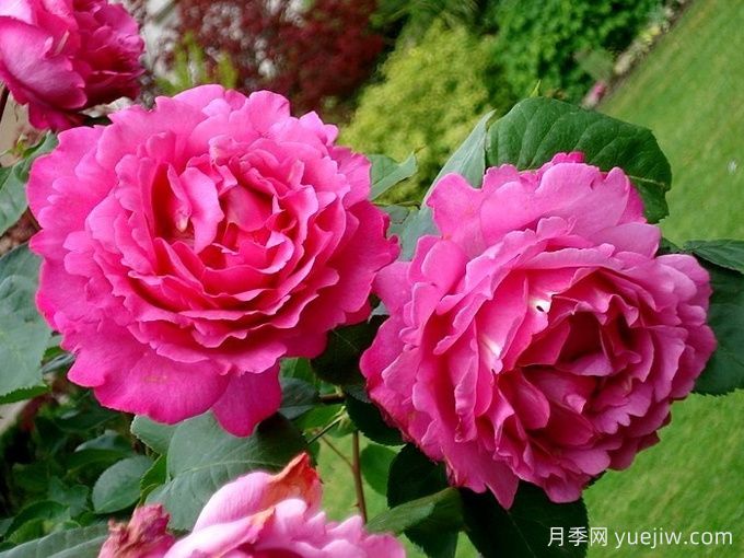 伊芙伯爵月季/皮亚格特(图3)