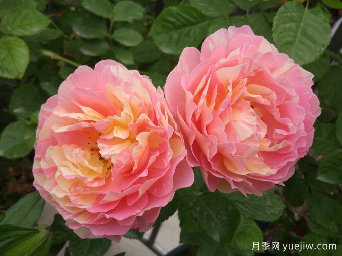 彩蝶月季(图2)