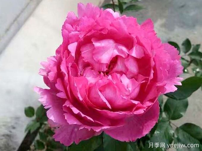 伊芙仙王座月季(图1)