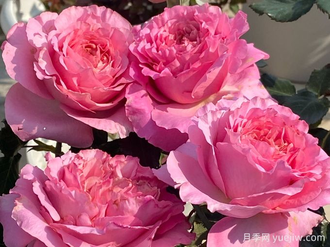 伊芙仙王座月季(图2)