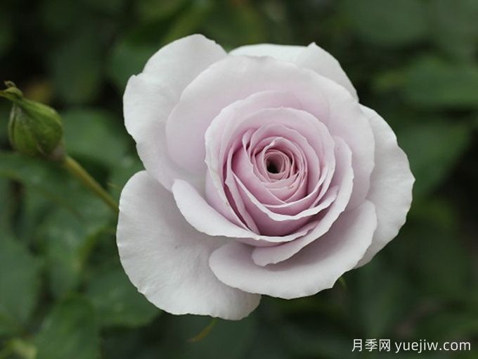 永恒的薰衣草月季/永恒紫色月季(图3)