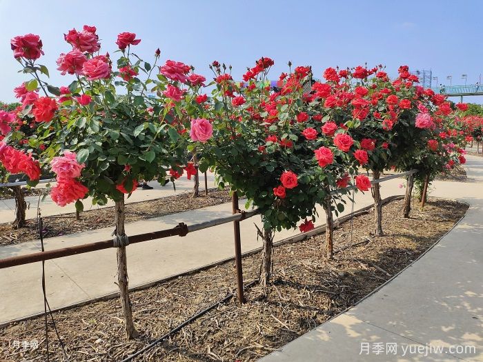 什么是绿化养护的精细化管理？(图1)