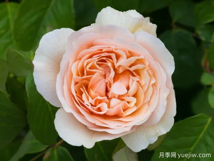 无名的裘德月季/朦胧的朱迪月季(图4)