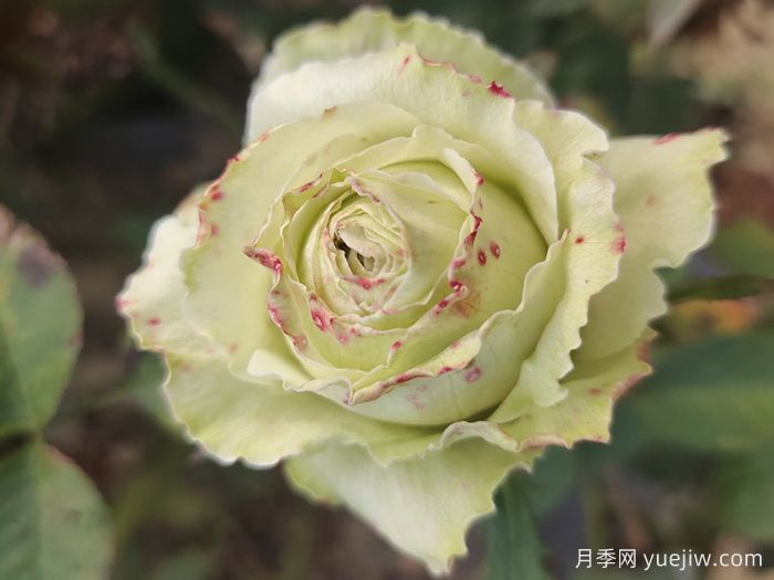 女士时装月季/高级时装月季(图2)