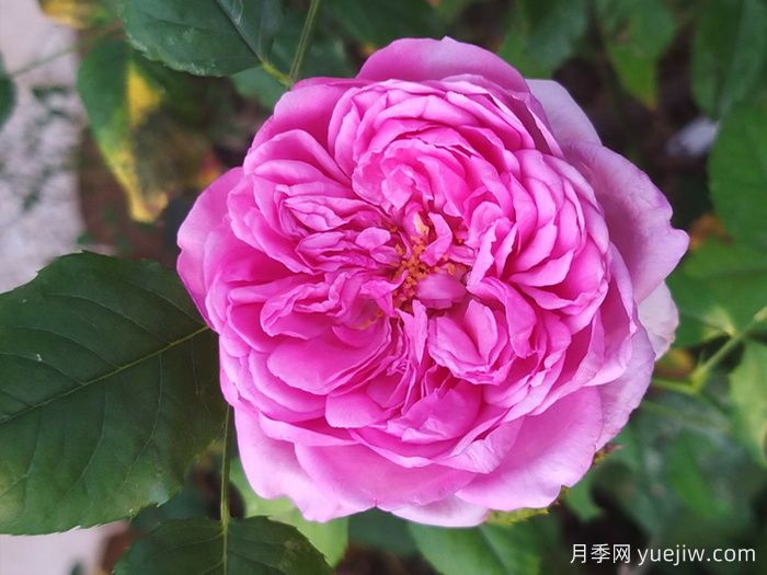 庞巴度月季/蓬巴杜夫人月季(图1)