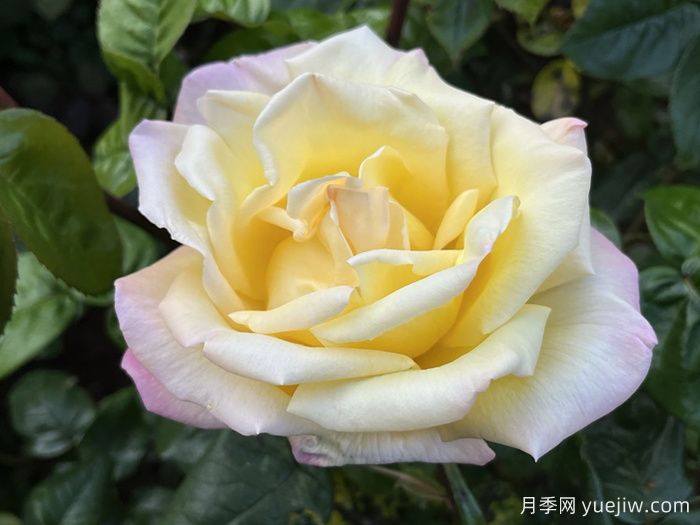 和平月季/黄和平月季(图4)