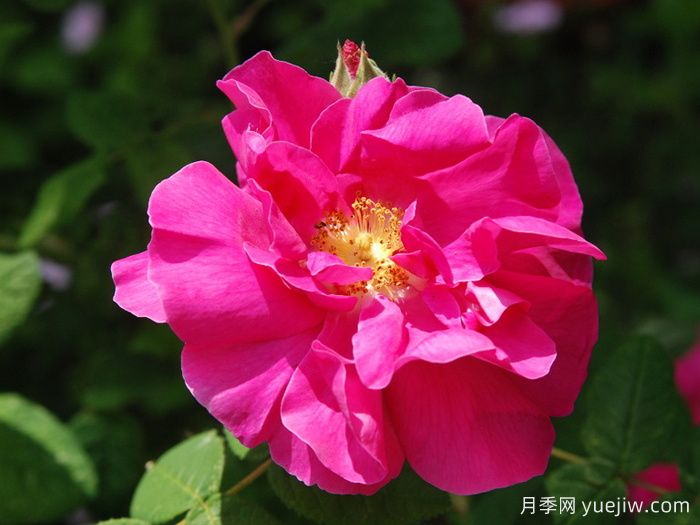 法国蔷薇月季/高卢红/药剂师玫瑰(图1)
