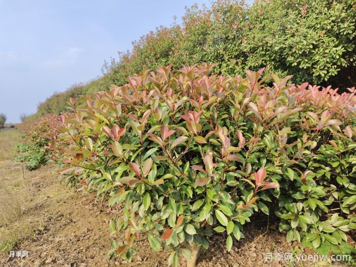 植物科普：红叶石楠(图1)