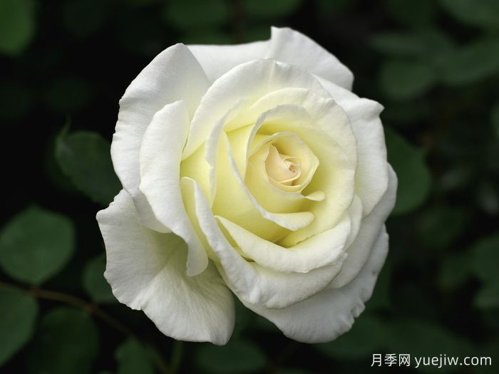 至善月季(图1)