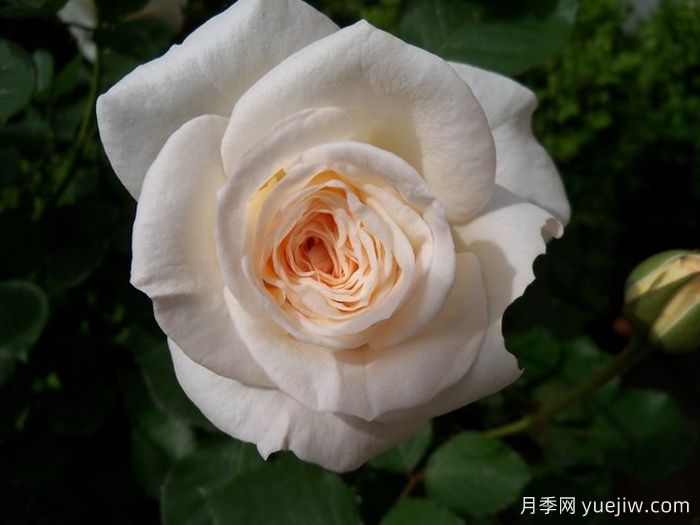 至善月季(图2)
