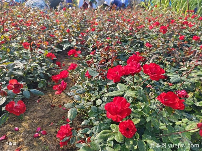 盆栽月季怎么养长得好？让月季花快速爆盆的几点(图1)