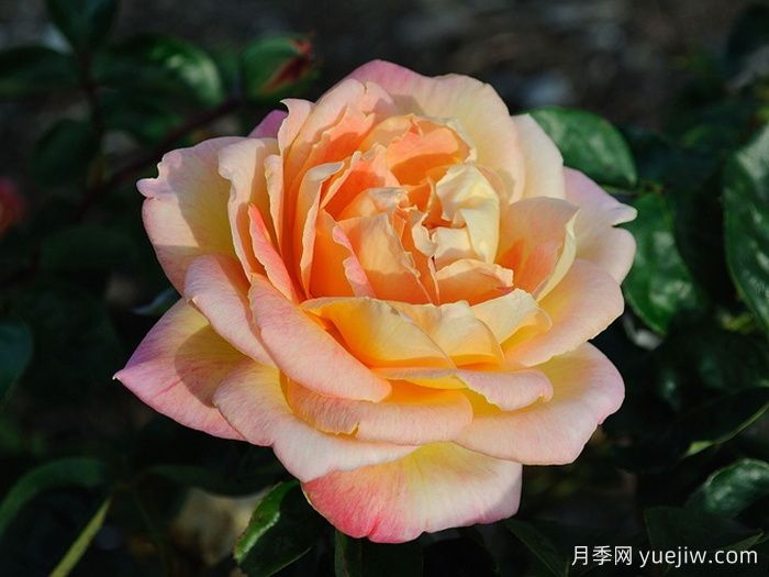 祖母珍妮月季(图1)
