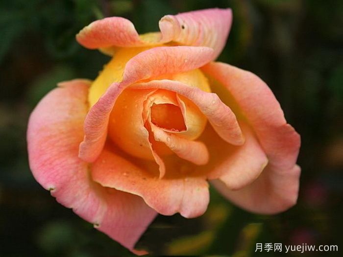 祖母珍妮月季(图2)