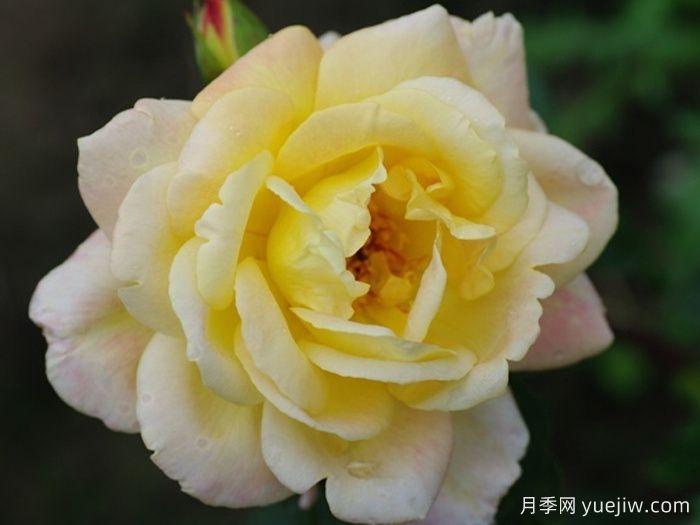 祖母珍妮月季(图3)