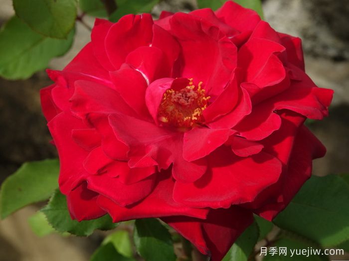 布达议员月季(图3)