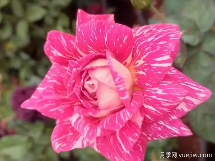 超世纪月季(图2)