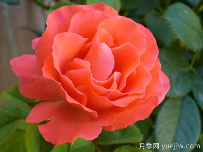 花房月季(图3)