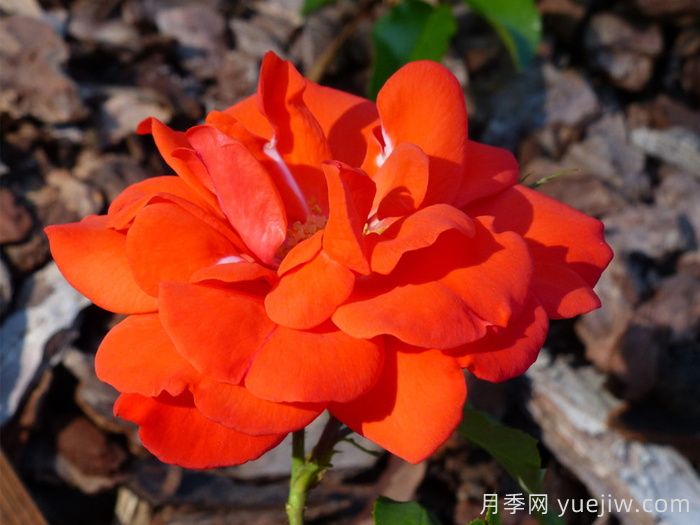 花房月季(图1)