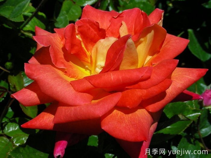 加里娃达月季(图2)