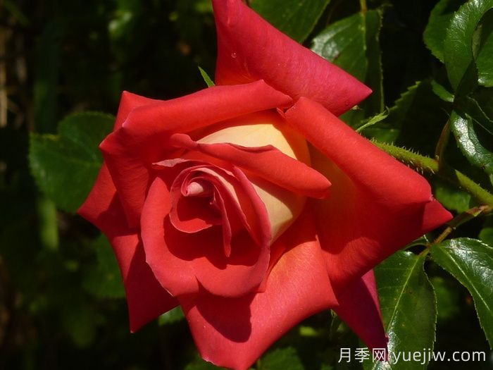 加里娃达月季(图3)