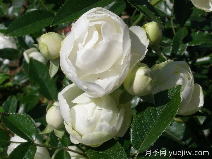 白柯斯特月季/白科斯特月季(图1)