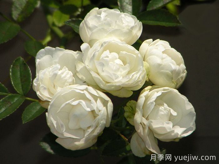 白柯斯特月季/白科斯特月季(图2)