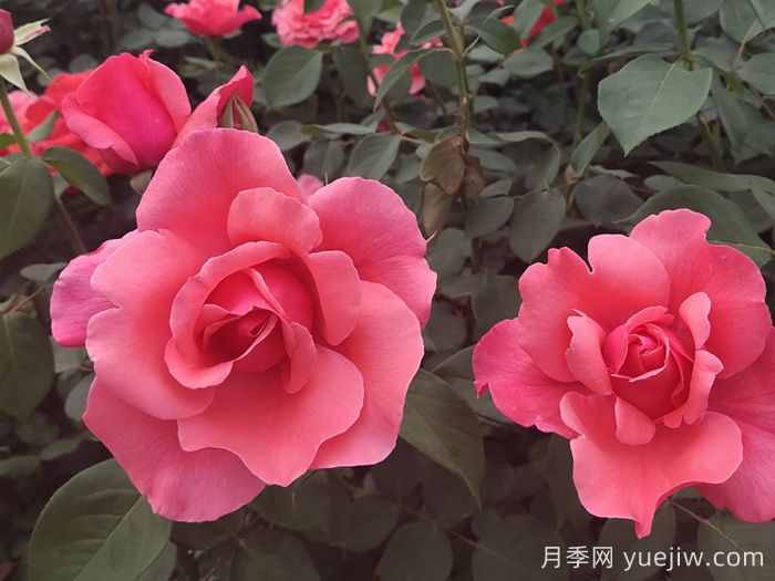 粉扇月季(图5)