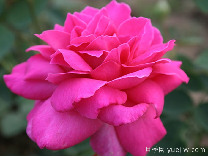 醉香酒月季(图2)