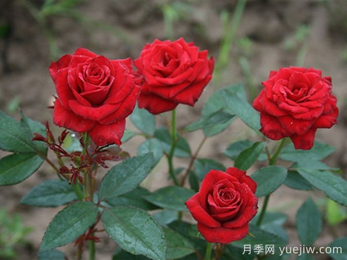 珠美月季(图1)