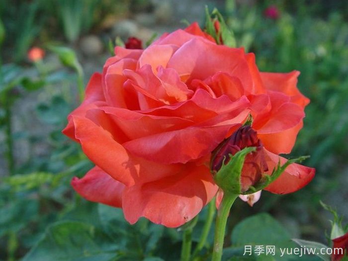 赞歌月季(图3)