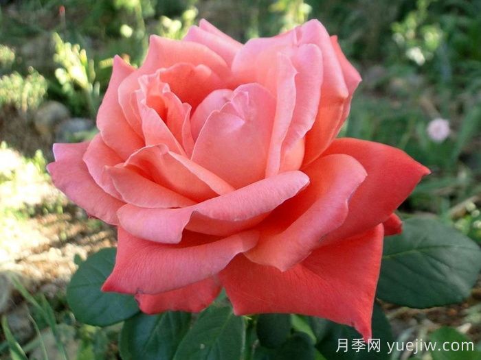赞歌月季(图2)