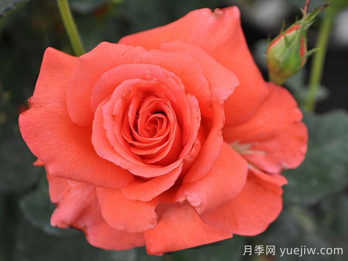 月季夫人月季/玫瑰夫人(图2)