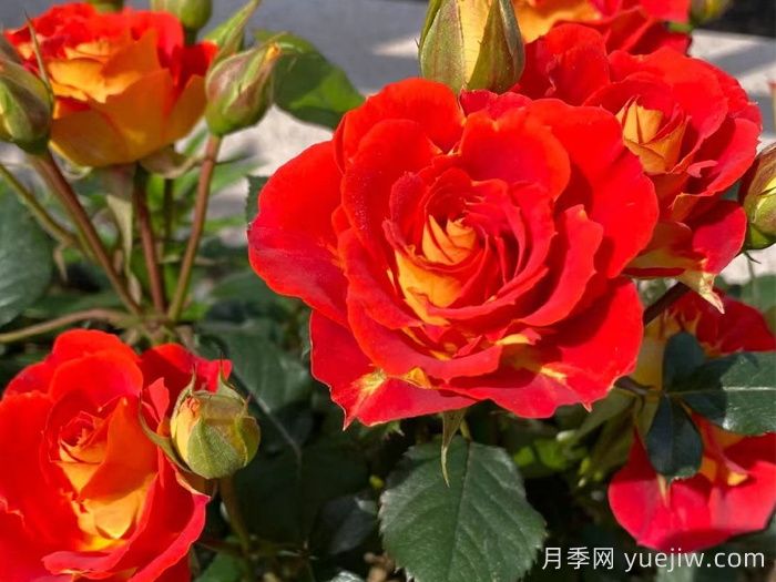 双鱼座阳台月季/双鱼座月季(图3)