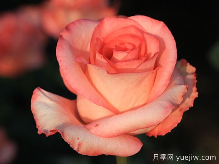 燕妮月季(图1)