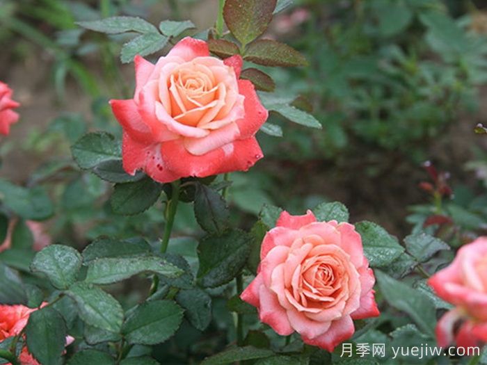 新貌月季(图2)