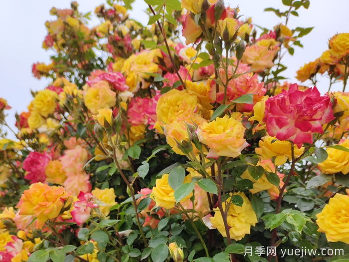 藤彩虹月季(图4)