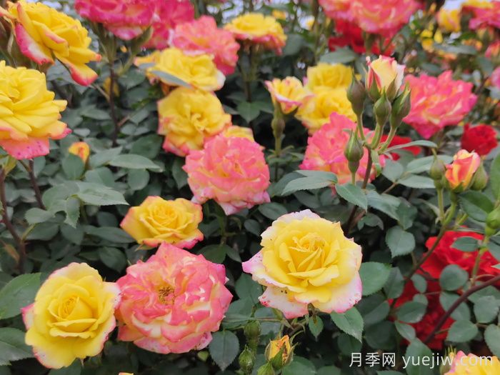 藤彩虹月季(图7)