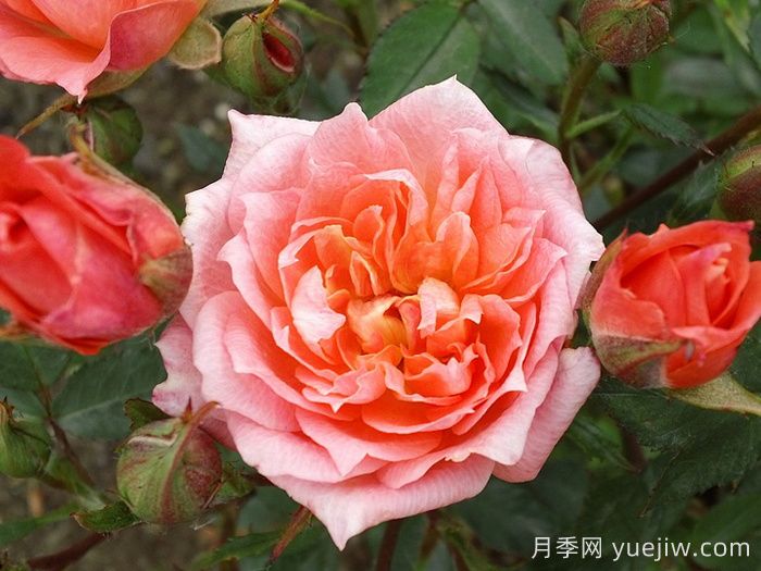 草裙舞女月季(图5)