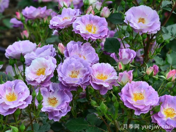 蓝色梦想月季/蓝梦月季(图2)