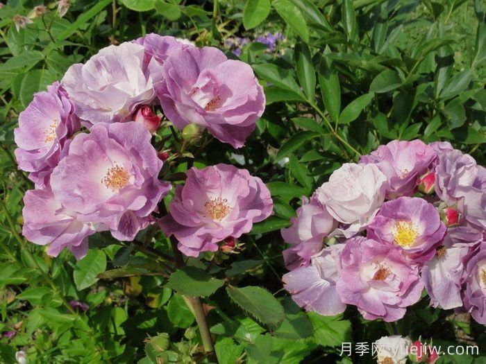蓝色梦想月季/蓝梦月季(图4)