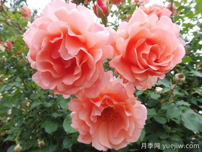 落日华光月季/阿里巴巴月季(图2)