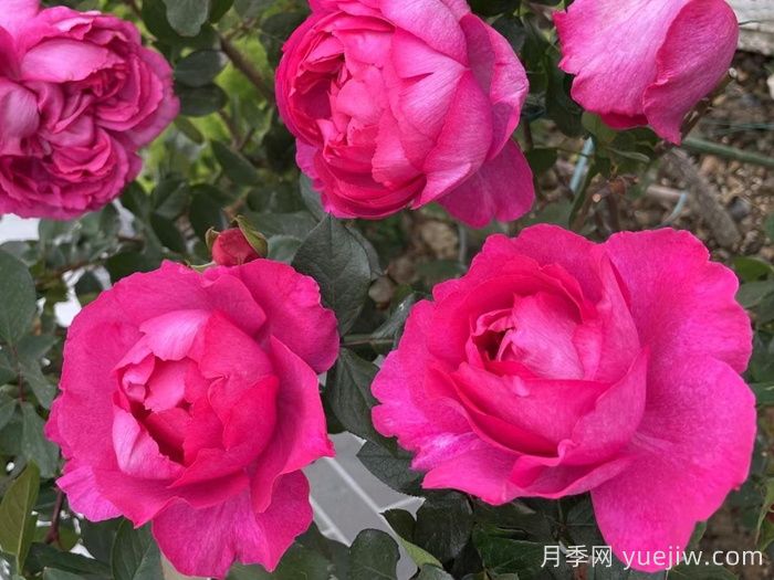 伊芙胭脂香水月季(图4)