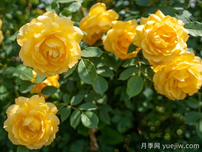 倾慕月季(图4)
