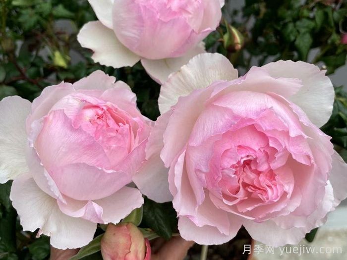 佩尔朱克月季/桃子月季(图5)