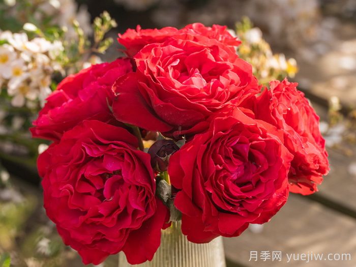 飞火月季(图2)