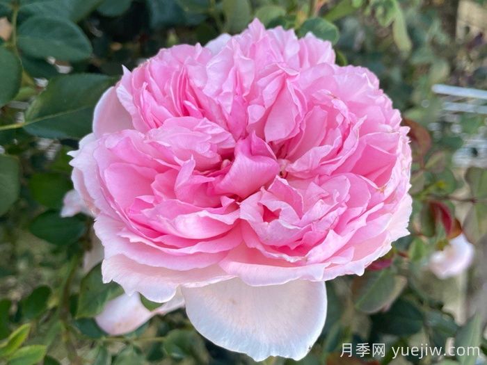 威基伍德月季/粉伍德月季(图1)