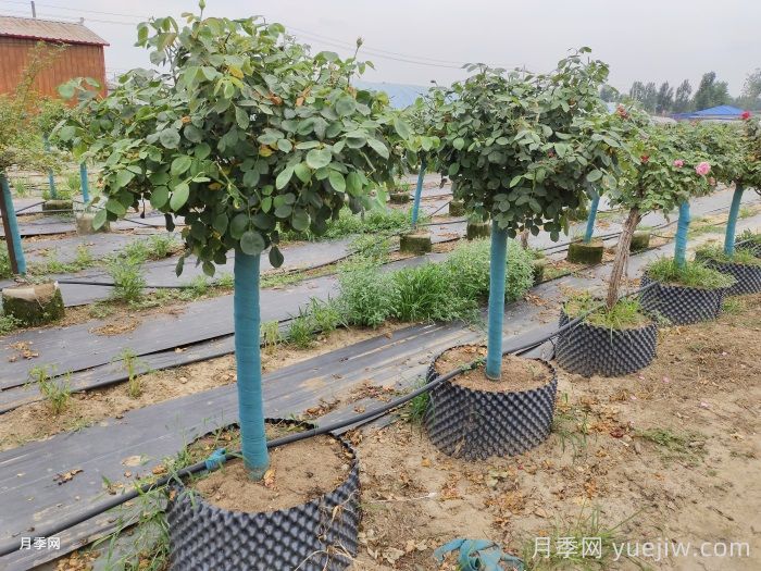 园林绿化苗木修剪常见的误区(图1)