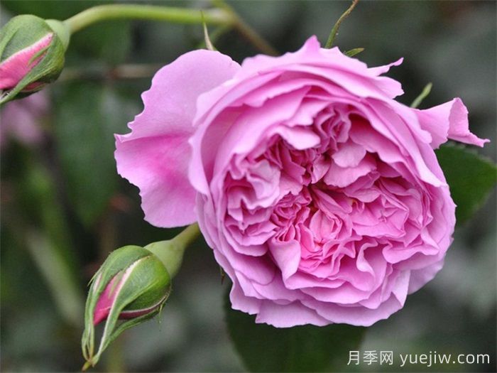 治疗天使拉斐尔月季/拉斐尔(图2)