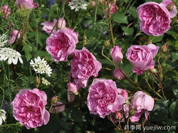 治疗天使拉斐尔月季/拉斐尔(图3)